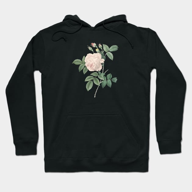 White Rose Flower Vintage Botanical Illustration Hoodie by Biophilia